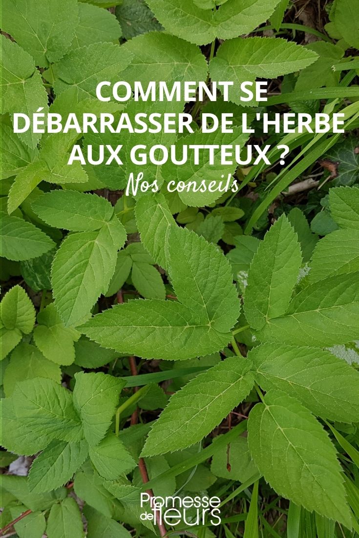 Wie man Aegopodium (Giersch) loswird