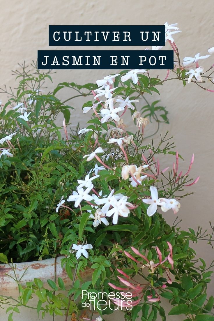 # Jasmin (Jasminum) im Topf

## Einführung
Jasmin (Jasminum) ist eine wunderschöne, duftende Pflanze, die sich hervorragend für die Topfkultur eignet. Mit seinen zarten weißen oder gelben Blüten und dem betörenden Duft verleiht er Balkonen, Terrassen und Wintergärten eine exotische Atmosphäre.

## Pflegetipps für Jasmin im Topf

### Standort
- **Lichtbedarf**: Hell bis sonnig, aber vor praller Mittagssonne schützen
- **Temperatur**: Ideal sind 18-25°C im Sommer, im Winter kühler (10-15°C)

### Gießen und Düngen
- Regelmäßig gießen, aber Staunässe vermeiden
- Wöchentlich mit Flüssigdünger versorgen (März bis September)

### Umtopfen
- Alle 2-3 Jahre im Frühjahr umtopfen
- Durchlässige, humose Erde verwenden

### Überwinterung
- Hell und kühl (10-15°C)
- Sparsamer gießen, nicht düngen

## Beliebte Jasmin-Arten für die Topfkultur
1. **Echter Jasmin (Jasminum officinale)**
2. **Arabischer Jasmin (Jasminum sambac)**
3. **Winterjasmin (Jasminum nudiflorum)**

## Tipp
Regelmäßiges Besprühen mit kalkarmem Wasser erhöht die Luftfeuchtigkeit und beugt Spinnmilben vor.

Mit der richtigen Pflege wird Ihr Topfjasmin Sie viele Jahre mit seinem betörenden Duft und üppiger Blüte erfreuen!