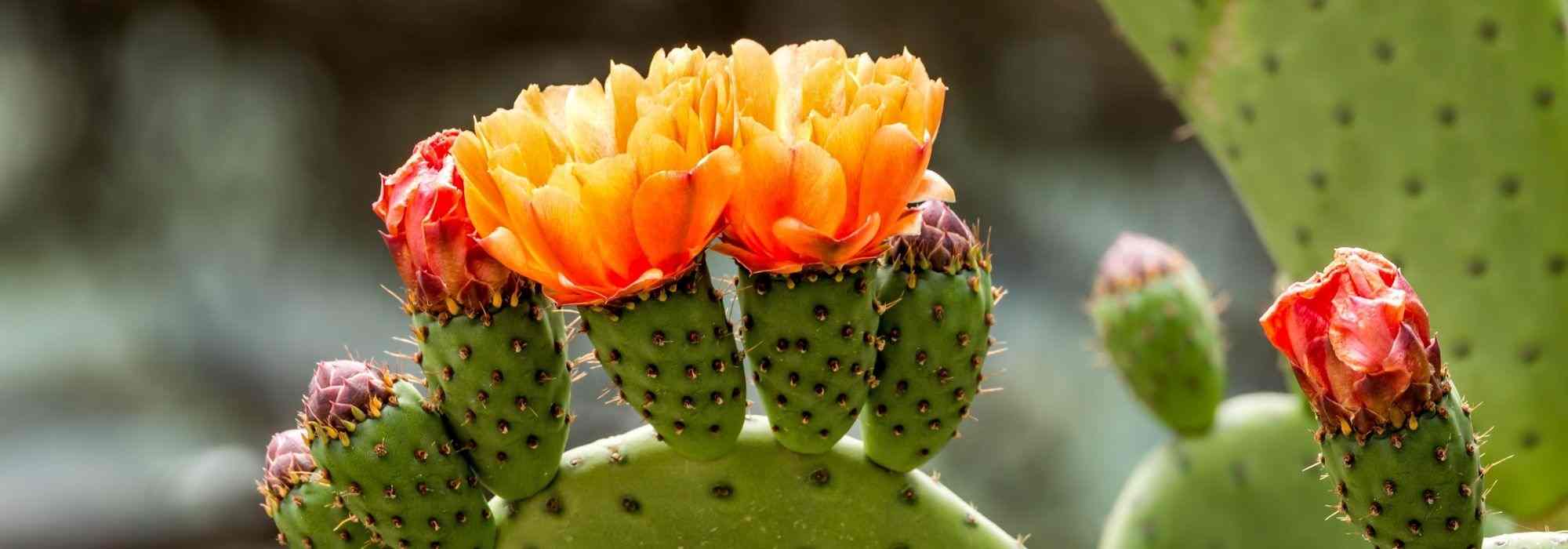 Opuntia im Topf kultivieren