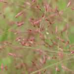 Eragrostis - Liebesgras: Pflanzen, Pflegen und Kultivieren
