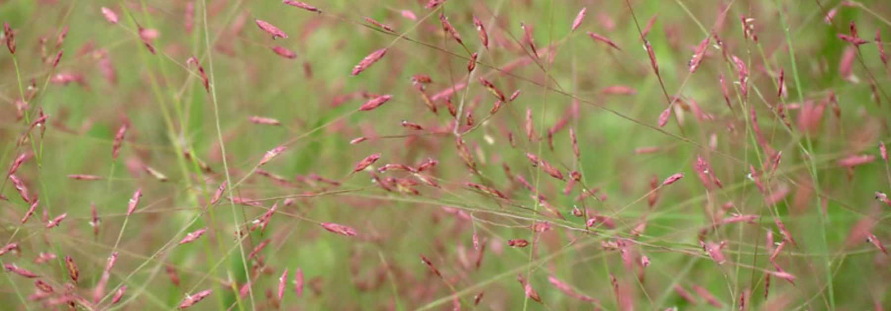 Eragrostis - Liebesgras: Pflanzen, Pflegen und Kultivieren