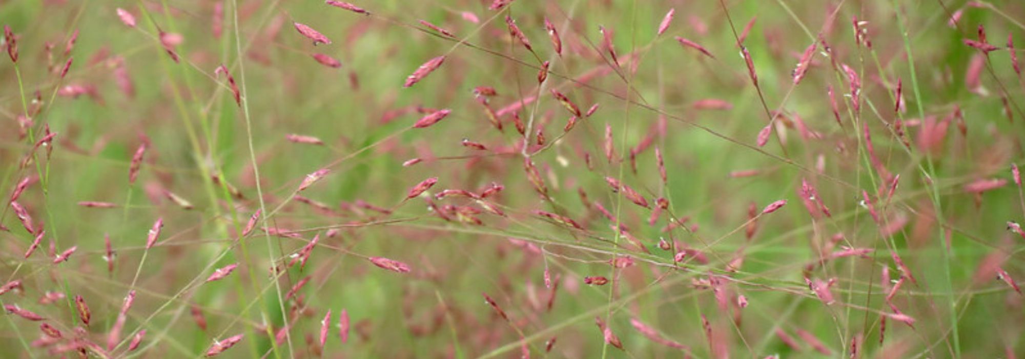 Eragrostis - Liebesgras: Pflanzen, Pflegen und Kultivieren
