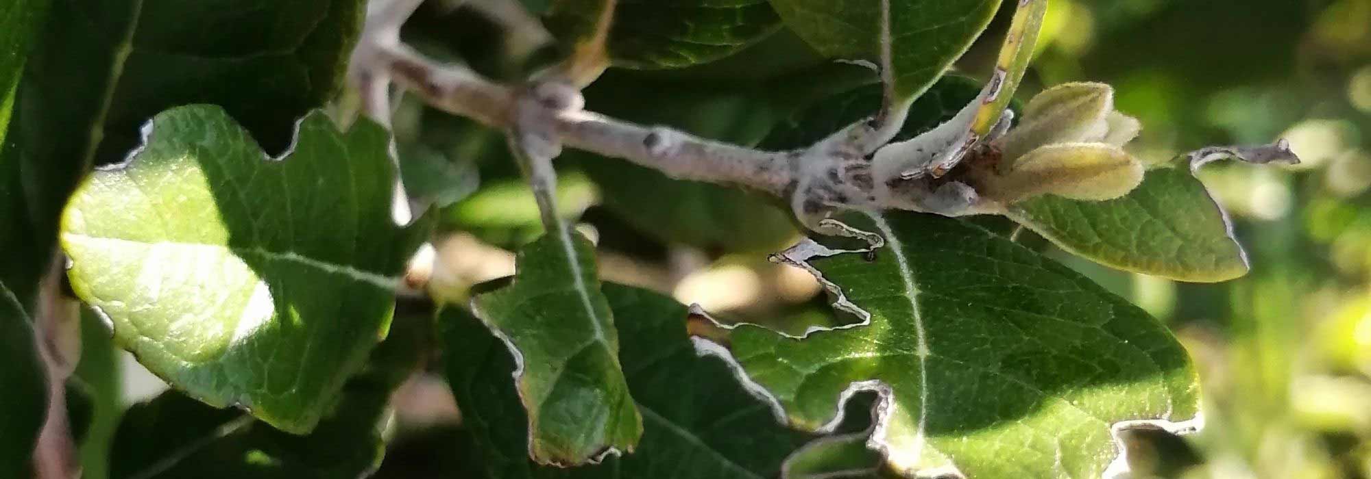 Krankheiten und Parasiten der Brasilianischen Guave