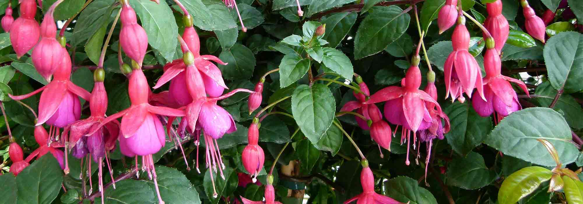 Fuchsien kombinieren