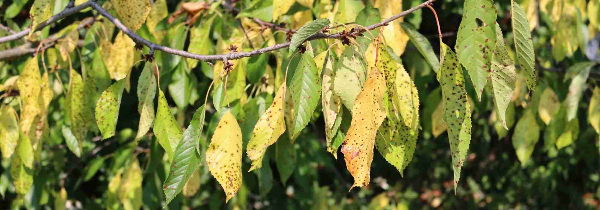 Krankheiten und Parasiten am Kirschbaum