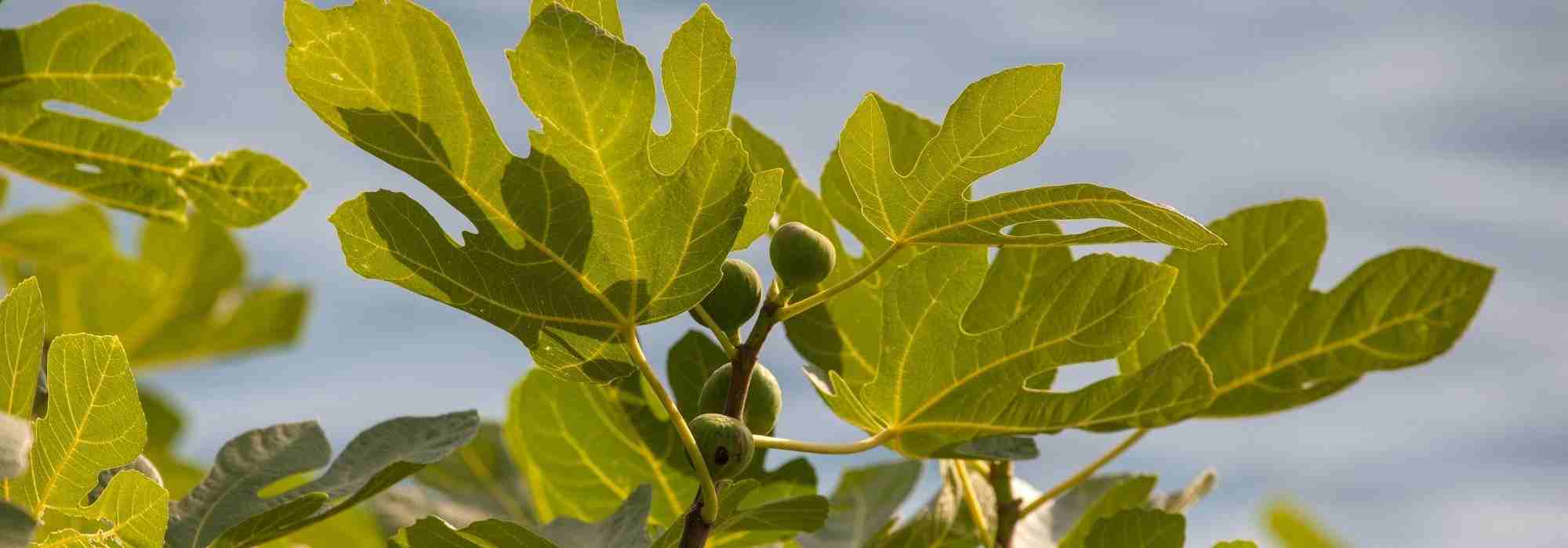 Krankheiten und Parasiten am Feigenbaum