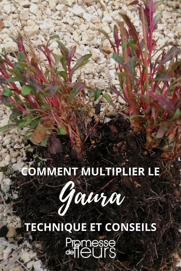 Gaura vermehren: Aussaat, Teilung und Stecklinge