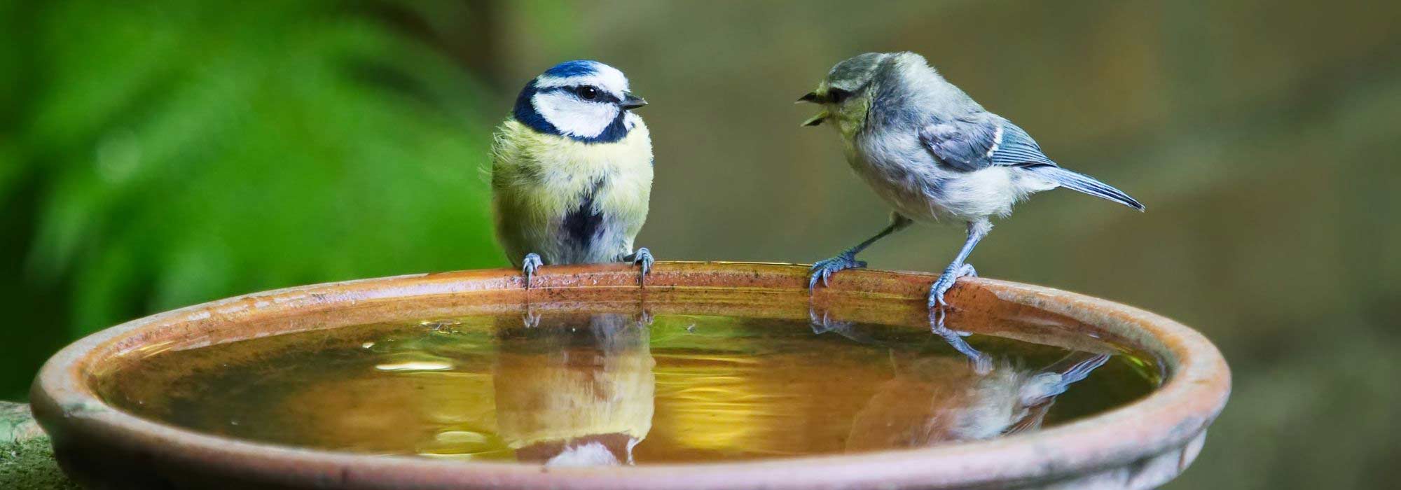 Vögel im Sommer und Winter tränken?