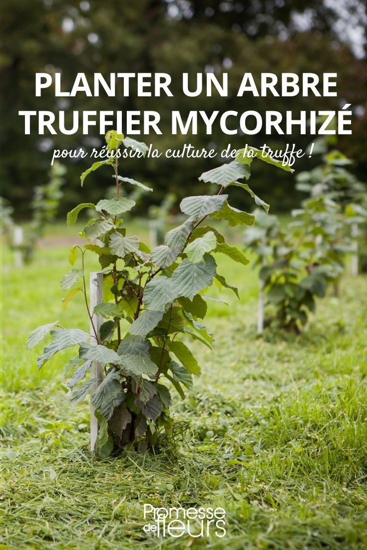 Truffelbaum mit Mykorrhiza pflanzen