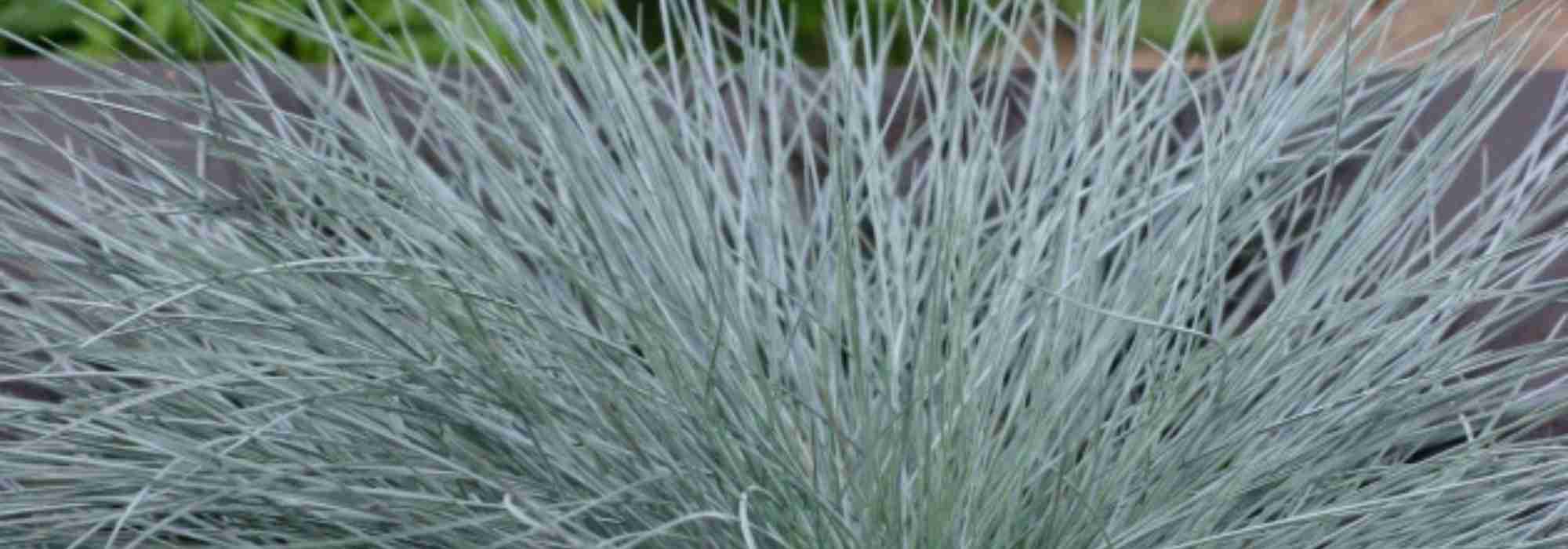 Schönste Stauden mit blauem Laub