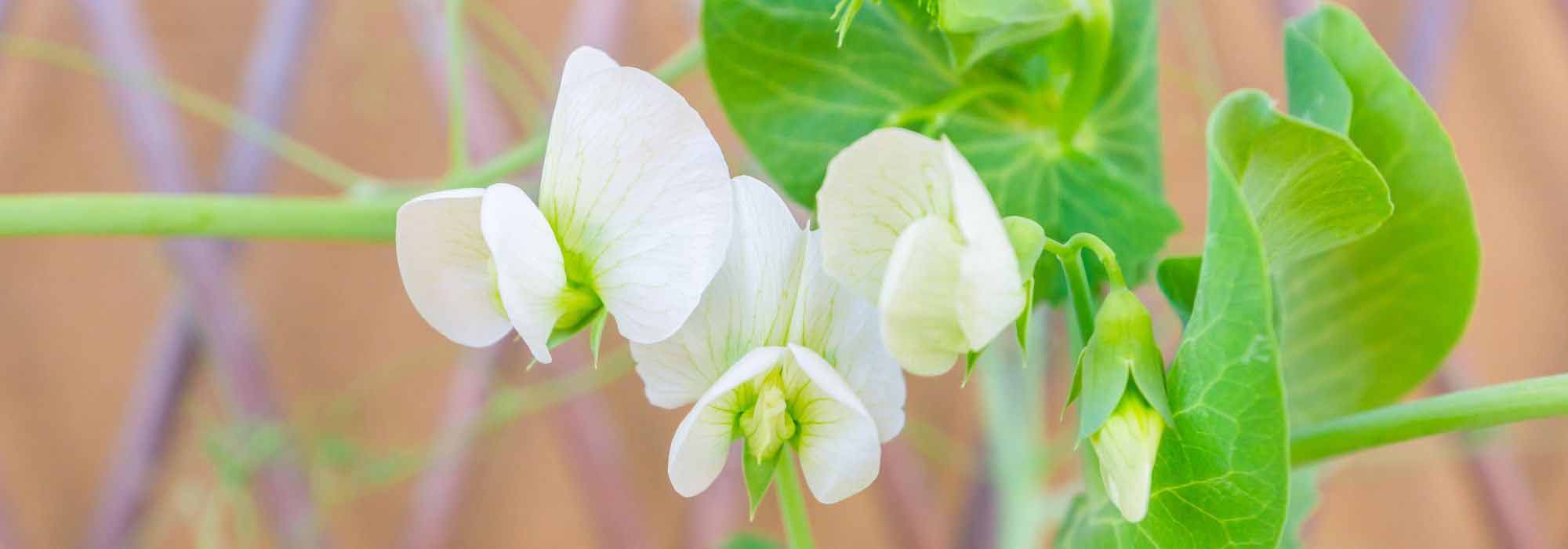 Gartenwicke im Topf kultivieren?