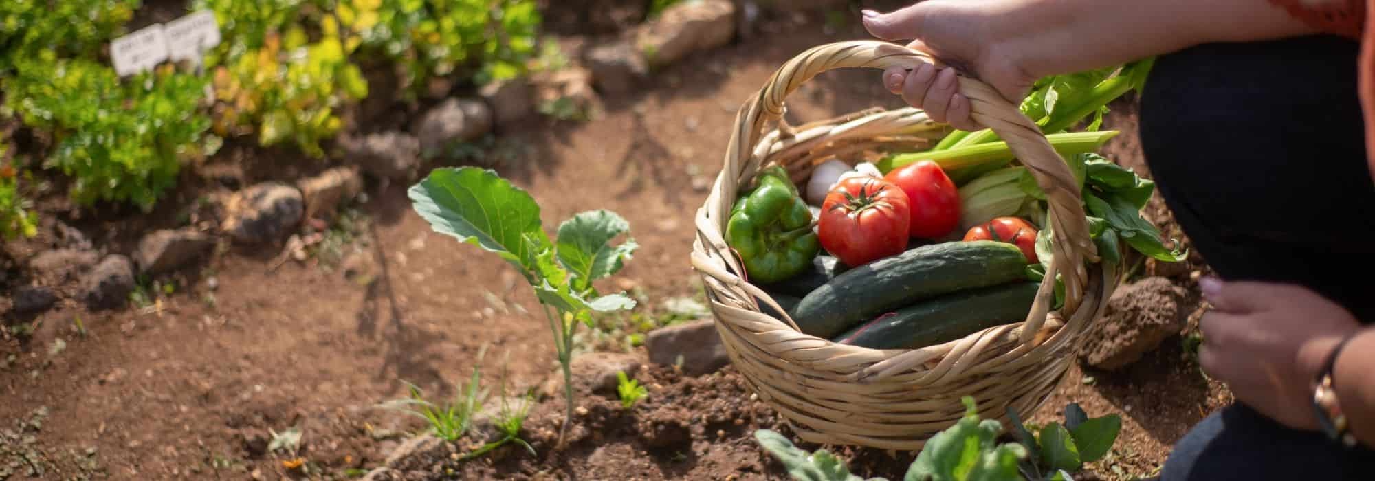 Gemüsegarten leichter machen: unsere Tipps