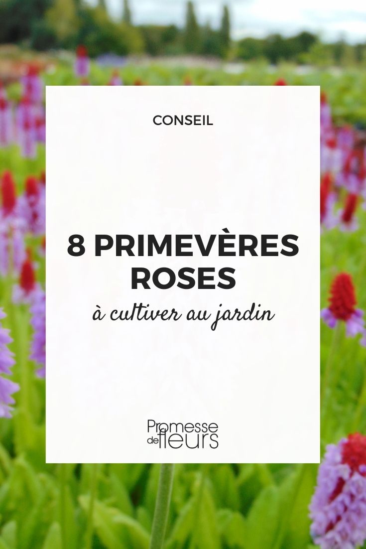 Rosa Primeln für den Garten