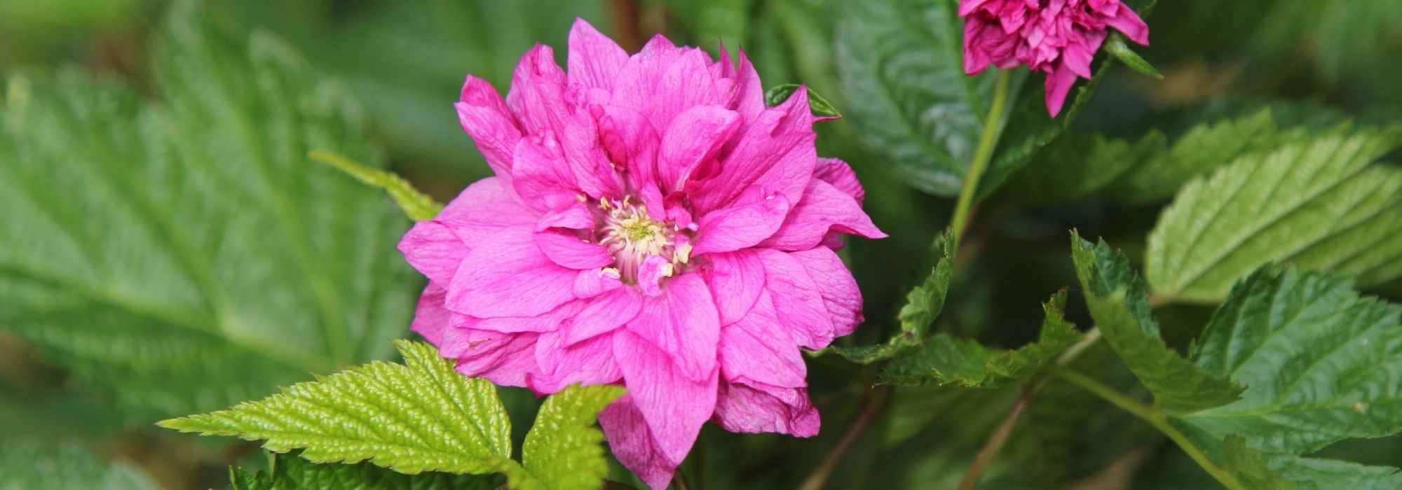 Zierbrombeeren