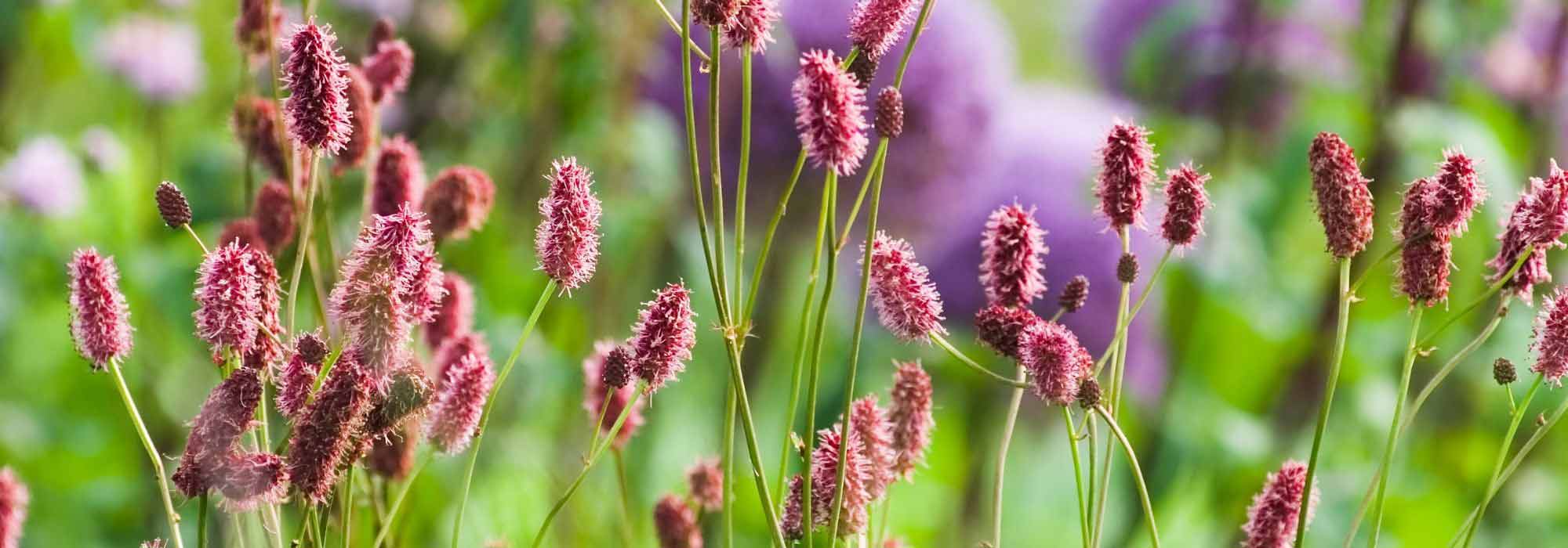 6 Ideen für Kombinationen mit Wiesenknopf
