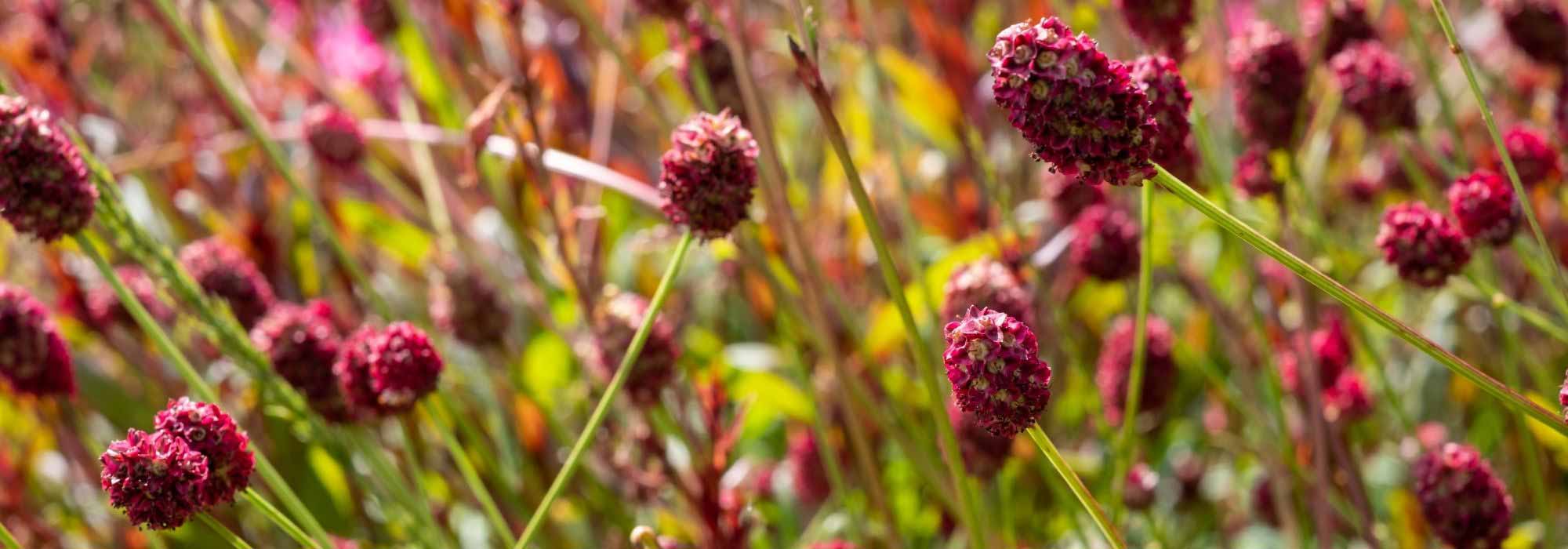 Wiesenknopf: schönste Sorten