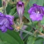 Zapfenblume - Strobilanthes: Pflanzen, Pflegen und Kultivieren