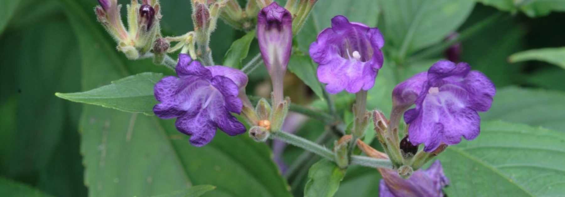 Zapfenblume - Strobilanthes: Pflanzen, Pflegen und Kultivieren