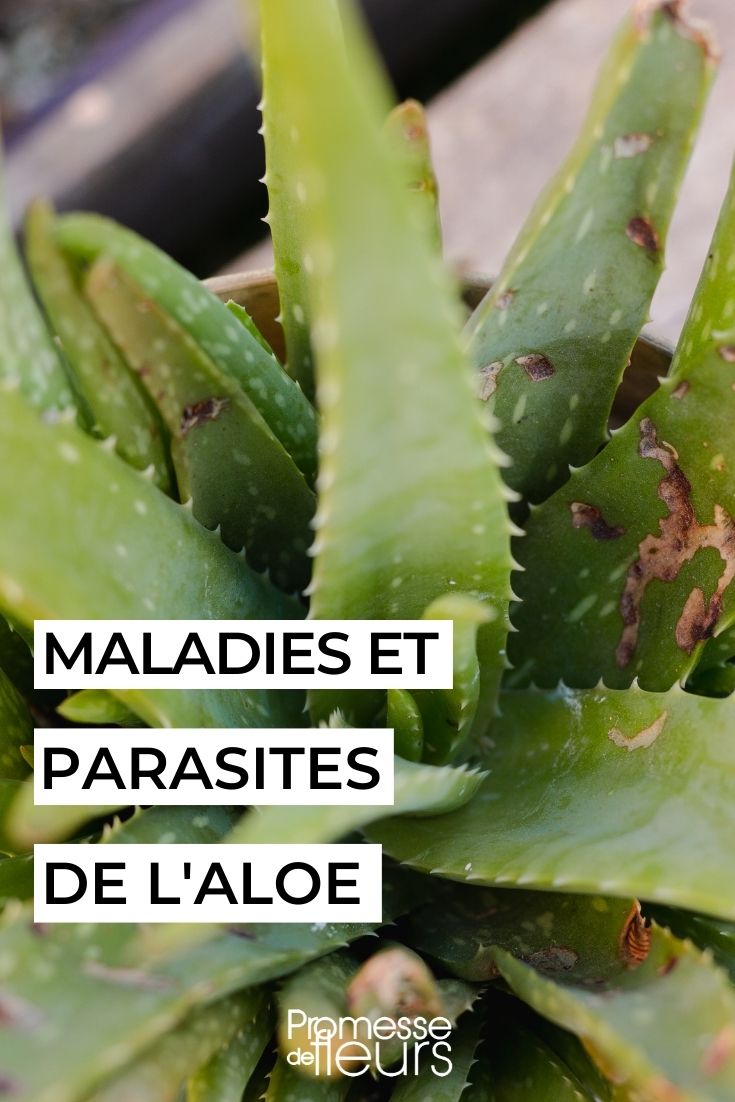 kranke Aloe
