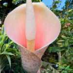 Amorphophallus: Pflanzen und Pflege