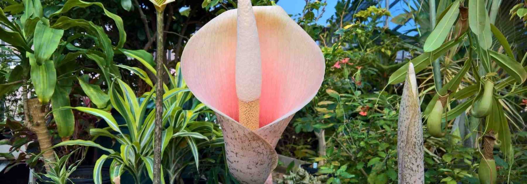 Amorphophallus: Pflanzen und Pflege