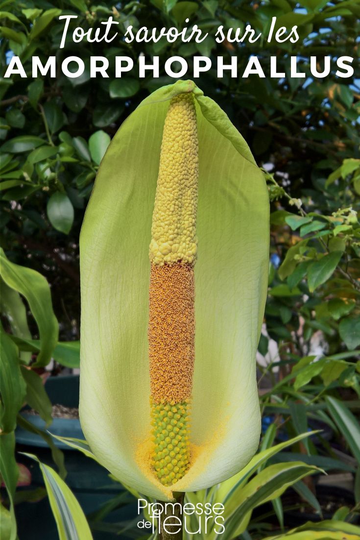Amorphophallus - alles Wissenswerte Amorphophallus Pflanzenporträt