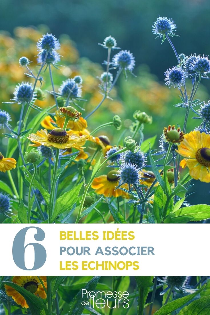 unsere Ideen zur Kombination von Echinops im Garten