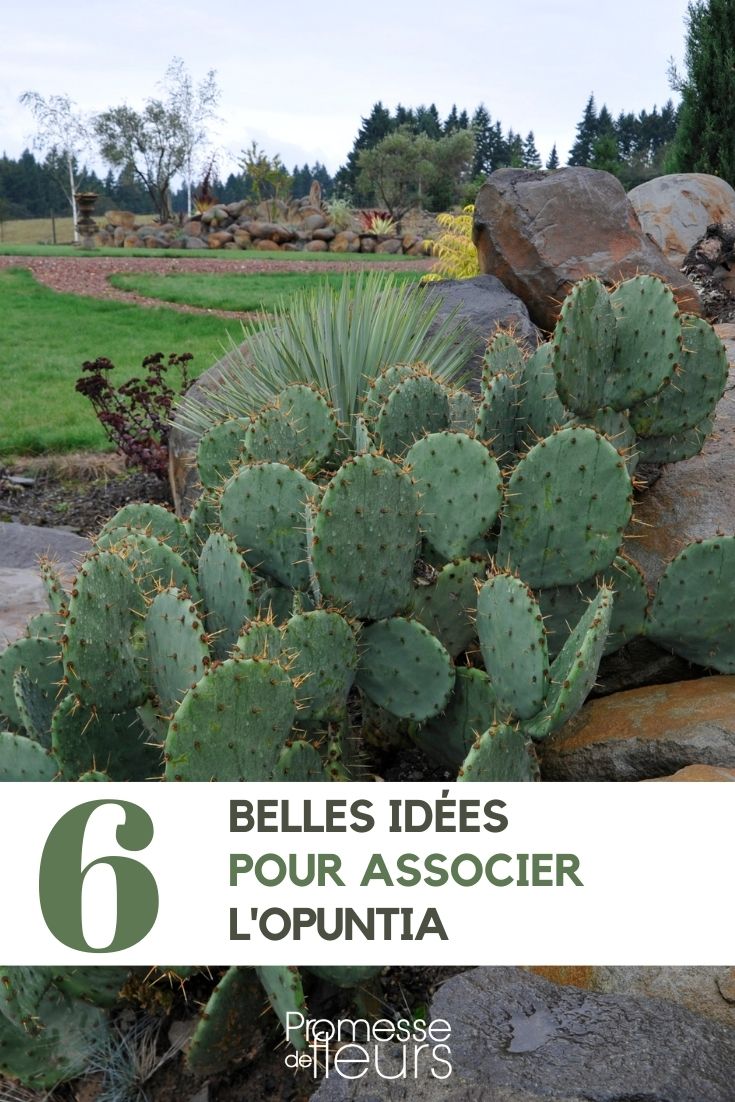 Opuntia oder Feigenkaktus: Unsere Pflanzideen für den Garten