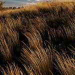 Chionochloa: Pflanzen, Pflegen und Kultivieren
