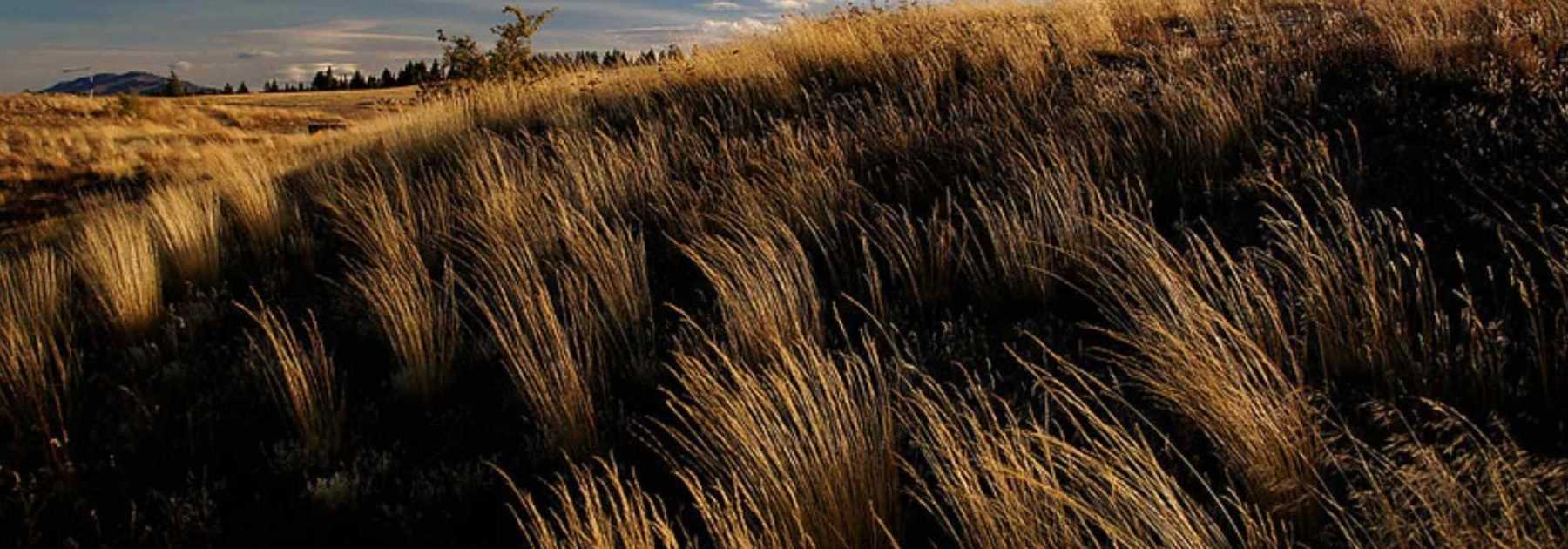 Chionochloa: Pflanzen, Pflegen und Kultivieren