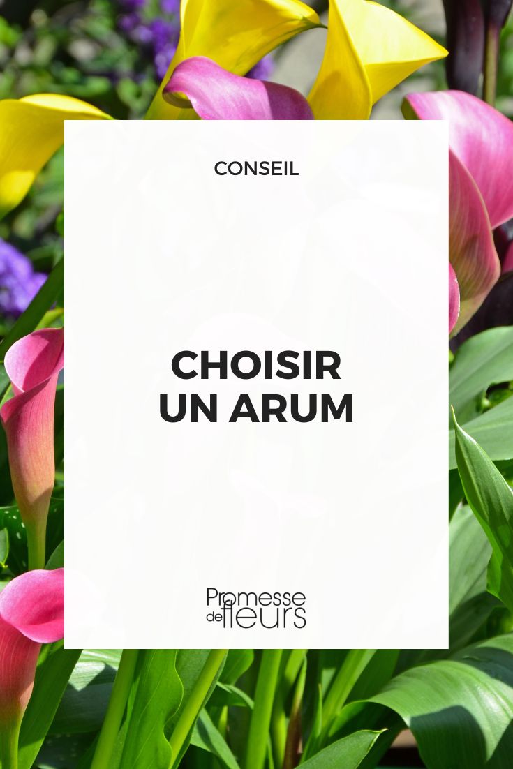 Zantedeschia Callas Arum auswählen