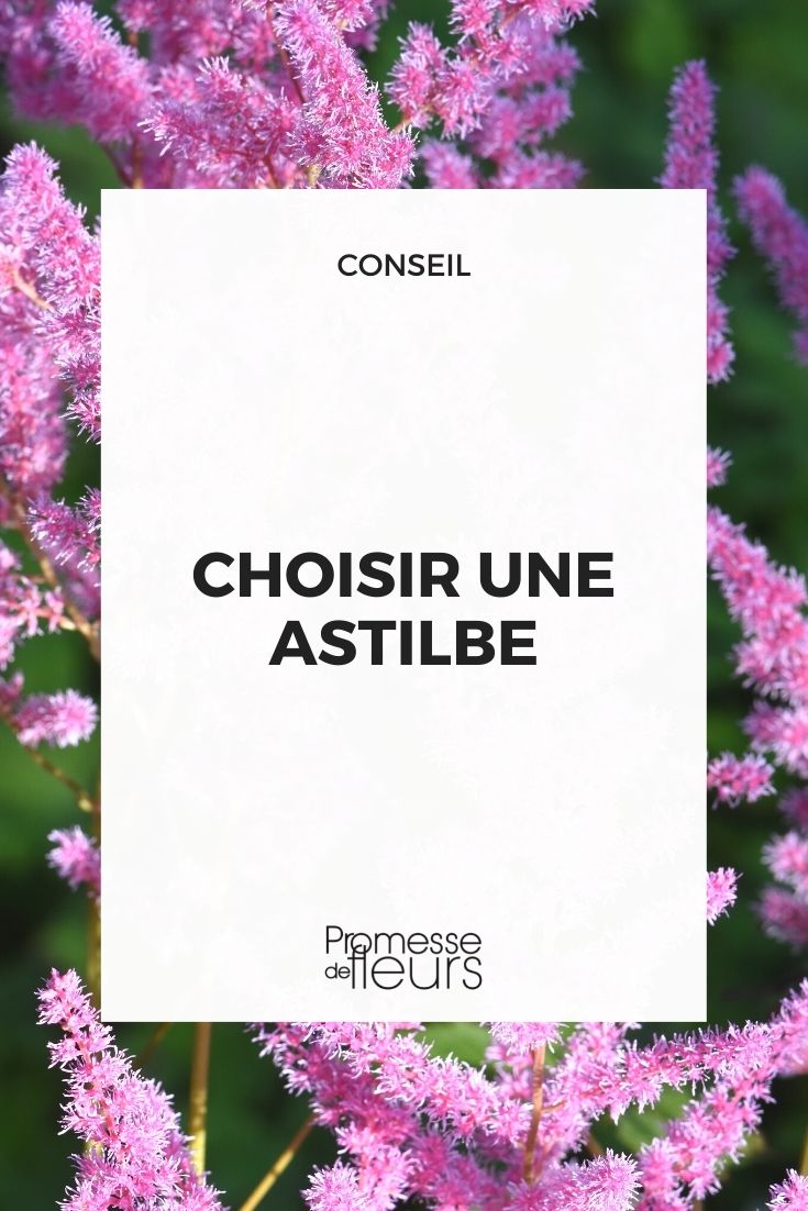 Auswahl Astilbe