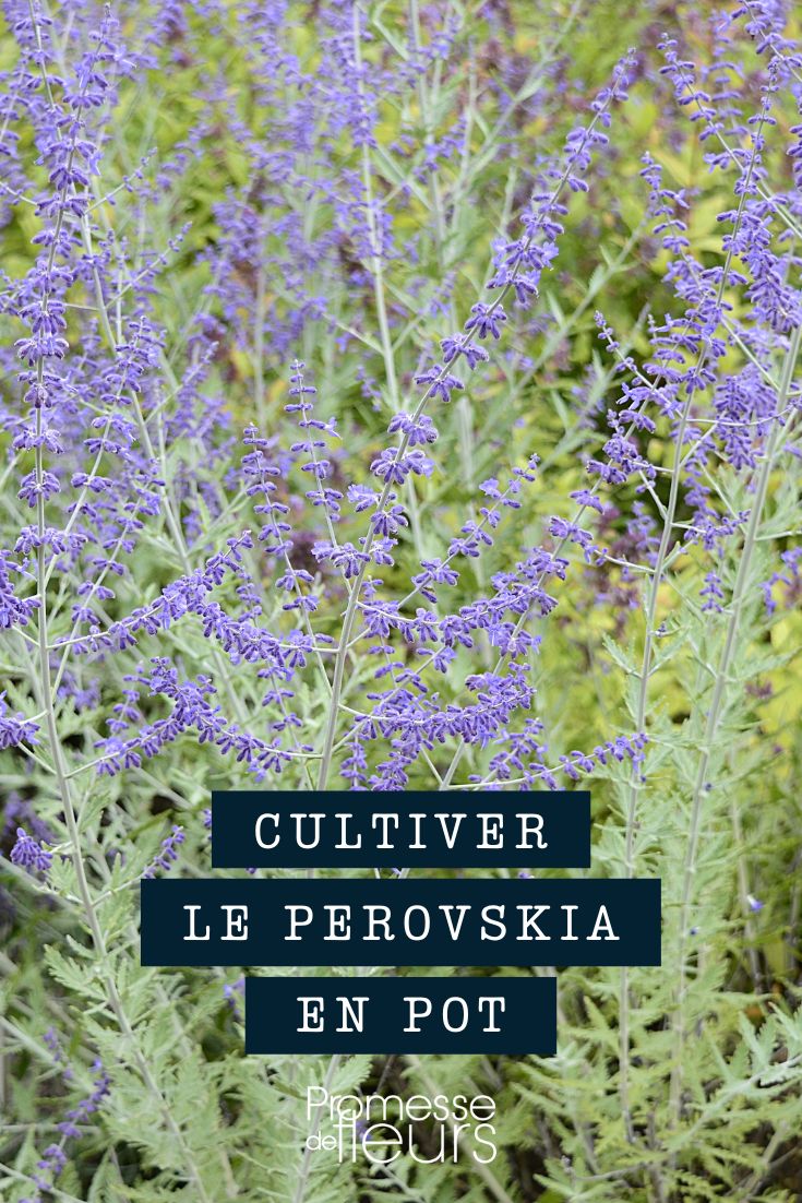 Perovskie im Topf oder Pflanzkübel