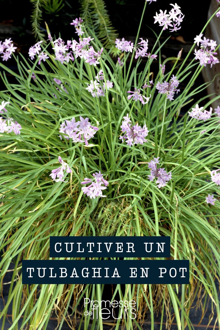 Tulbaghia im Topf oder Pflanzkübel