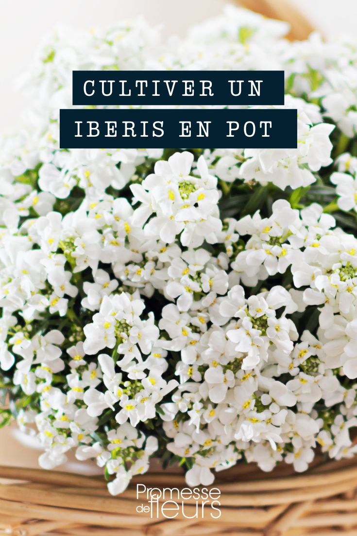 Iberis Korb Silber Topf Kübel Blumenkasten