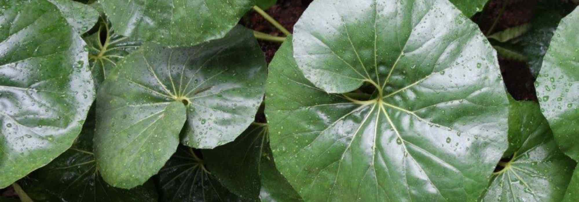 7 Stauden mit auffälligem Laub