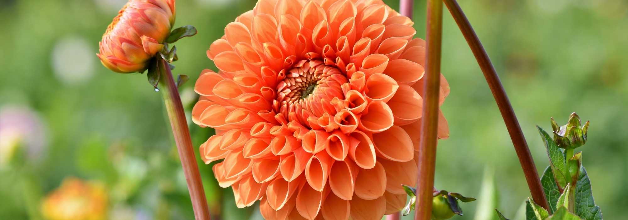 Die besten Pompon-Dahlien