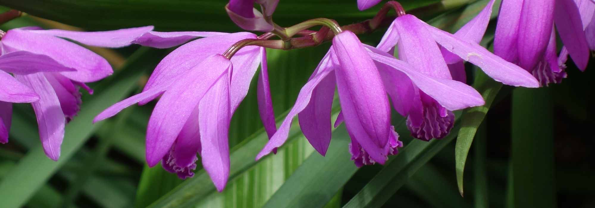 Winterharte Orchideen für den Garten