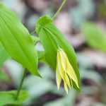 # Uvularia: Pflanzen, Pflegen und Vermehren

## Einführung
Die Uvularia, auch bekannt als "Goldglöckchen" oder "Waldlilie", ist eine faszinierende Staude für schattige Gartenecken. Diese zierliche Pflanze aus der Familie der Colchicaceae besticht durch ihre eleganten, glockenförmigen Blüten.

## Pflanzung der Uvularia

### Standortwahl
- **Lichtverhältnisse**: Halbschatten bis Schatten
- **Boden**: Humusreich, frisch und gut durchlässig
- **Pflanzzeitpunkt**: Ideal im Herbst oder Frühjahr

### Pflanzanleitung
1. Boden gut auflockern
2. Pflanzloch doppelt so groß wie den Wurzelballen ausheben
3. Pflanze einsetzen und mit Erde auffüllen
4. Gründlich angießen

## Pflege der Uvularia

### Bewässerung
- Regelmäßig gießen, besonders in Trockenperioden
- Staunässe unbedingt vermeiden

### Düngung
- Im Frühjahr mit Kompost oder organischem Dünger versorgen
- Keine starken mineralischen Dünger verwenden

### Schnitt
- Verwelkte Blüten entfernen
- Im Herbst Laub zurückschneiden

## Vermehrung
- **Teilung**: Im Frühjahr oder Herbst möglich
- **Aussaat**: Frische Samen im Herbst aussäen

## Krankheiten und Schädlinge
- Allgemein robust
- Gelegentlich Schneckenbefall möglich

## Verwendung im Garten
- Ideal für Waldgärten und schattige Beete
- Harmonische Kombination mit Farnen und Hostas

## Besondere Arten
- **Uvularia grandiflora**: Großblütige Art mit gelben Blüten
- **Uvularia sessilifolia**: Kleinere Blüten, zierlicher Wuchs

## Fazit
Die Uvularia ist eine pflegeleichte Staude, die mit ihren eleganten Blüten schattige Gartenbereiche belebt. Mit den richtigen Standortbedingungen gedeiht sie problemlos und bringt Jahr für Jahr natürlichen Charme in Ihren Garten.