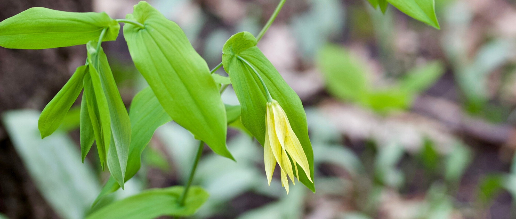 Uvularia: Pflanzen, Pflegen und Kultivieren