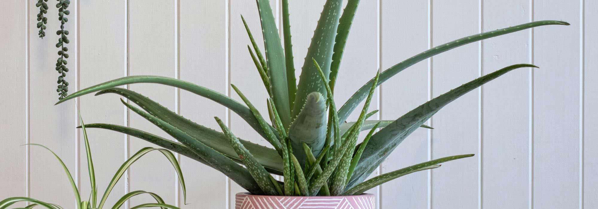 Echte Aloe kultivieren?
