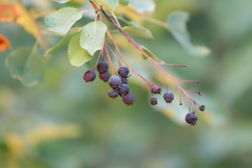 Hier ist die Übersetzung des Begriffs "amélanchier" ins Deutsche:

Amelanchier (auch bekannt als Felsenbirne)