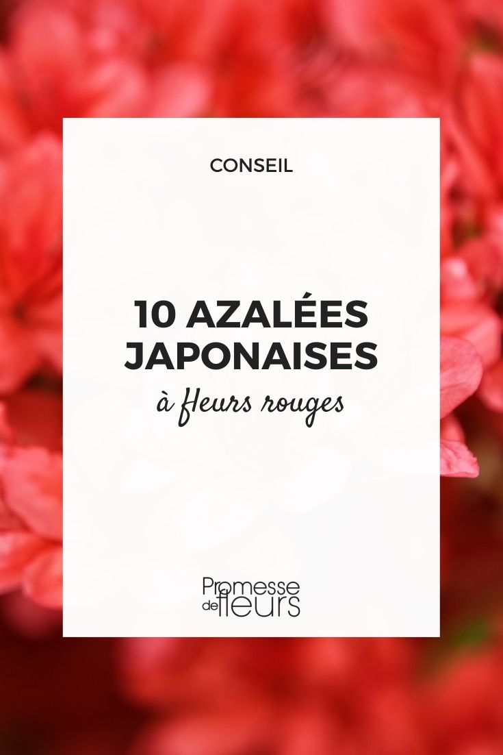 japanische rote Azalee