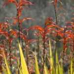 Chasmanthe - Chasmante: Pflanzen, Pflegen und Überwintern

[Die Chasmanthe ist eine exotische Zwiebelpflanze mit spektakulären Blütenständen, die im Winter Farbe in den Garten bringt. Hier finden Sie alle Tipps zur erfolgreichen Kultur dieser südafrikanischen Schönheit.]

<h2>Chasmanthe im Überblick</h2>
<ul>
<li><strong>Botanischer Name:</strong> Chasmanthe</li>
<li><strong>Familie:</strong> Iridaceae (Schwertliliengewächse)</li>
<li><strong>Herkunft:</strong> Südafrika</li>
<li><strong>Blütezeit:</strong> Dezember bis März</li>
<li><strong>Blütenfarben:</strong> Orange, Rot, Gelb</li>
<li><strong>Wuchshöhe:</strong> 60-120 cm</li>
<li><strong>Winterhärte:</strong> Bis -5°C (in milden Regionen winterhart)</li>
</ul>

<h2>Standort und Boden</h2>
<p>Die Chasmante bevorzugt:</p>
<ul>
<li>Volle Sonne bis Halbschatten</li>
<li>Durchlässigen, humosen Boden</li>
<li>Geschützte Lage (vor kalten Winden)</li>
</ul>

<h2>Pflanzung</h2>
<ol>
<li><strong>Pflanzzeit:</strong> September bis November</li>
<li><strong>Pflanztiefe:</strong> 10-15 cm</li>
<li><strong>Pflanzabstand:</strong> 20-30 cm</li>
<li>Zwiebeln mit der Spitze nach oben setzen</li>
<li>Nach dem Pflanzen gut angießen</li>
</ol>

<h2>Pflege</h2>
<ul>
<li><strong>Bewässerung:</strong> Mäßig feucht halten, Staunässe vermeiden</li>
<li><strong>Düngung:</strong> Im Frühjahr mit Kompost oder Blumenzwiebeldünger</li>
<li><strong>Rückschnitt:</strong> Verwelkte Blütenstände entfernen, Laub erst nach dem Vergilben schneiden</li>
</ul>

<h2>Überwinterung</h2>
<p>In Regionen mit strengen Wintern:</p>
<ul>
<li>Zwiebeln im Herbst ausgraben</li>
<li>An einem kühlen (5-10°C), trockenen Ort lagern</li>
<li>Im Frühjahr wieder einpflanzen</li>
</ul>

<h2>Vermehrung</h2>
<ul>
<li>Durch Teilung der Zwiebeln im Herbst</li>
<li>Aussaat (selten praktiziert)</li>
</ul>

<h2>Krankheiten und Schädlinge</h2>
<p>Die Chasmante ist robust, kann aber leiden unter:</p>
<ul>
<li>Schneckenfraß (bei jungen Trieben)</li>
<li>Zwiebelfäule (bei Staunässe)</li>
</ul>

[Die Chasmanthe ist eine pflegeleichte Exotin, die mit ihren leuchtenden Blüten den winterlichen Garten belebt. Mit diesen Tipps gelingt die Kultur garantiert!]