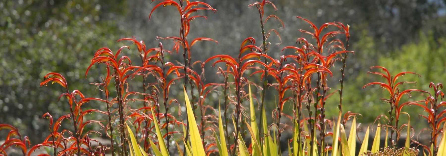 Chasmanthe - Chasmante: Pflanzen, Pflegen und Überwintern

[Die Chasmanthe ist eine exotische Zwiebelpflanze mit spektakulären Blütenständen, die im Winter Farbe in den Garten bringt. Hier finden Sie alle Tipps zur erfolgreichen Kultur dieser südafrikanischen Schönheit.]

<h2>Chasmanthe im Überblick</h2>
<ul>
<li><strong>Botanischer Name:</strong> Chasmanthe</li>
<li><strong>Familie:</strong> Iridaceae (Schwertliliengewächse)</li>
<li><strong>Herkunft:</strong> Südafrika</li>
<li><strong>Blütezeit:</strong> Dezember bis März</li>
<li><strong>Blütenfarben:</strong> Orange, Rot, Gelb</li>
<li><strong>Wuchshöhe:</strong> 60-120 cm</li>
<li><strong>Winterhärte:</strong> Bis -5°C (in milden Regionen winterhart)</li>
</ul>

<h2>Standort und Boden</h2>
<p>Die Chasmante bevorzugt:</p>
<ul>
<li>Volle Sonne bis Halbschatten</li>
<li>Durchlässigen, humosen Boden</li>
<li>Geschützte Lage (vor kalten Winden)</li>
</ul>

<h2>Pflanzung</h2>
<ol>
<li><strong>Pflanzzeit:</strong> September bis November</li>
<li><strong>Pflanztiefe:</strong> 10-15 cm</li>
<li><strong>Pflanzabstand:</strong> 20-30 cm</li>
<li>Zwiebeln mit der Spitze nach oben setzen</li>
<li>Nach dem Pflanzen gut angießen</li>
</ol>

<h2>Pflege</h2>
<ul>
<li><strong>Bewässerung:</strong> Mäßig feucht halten, Staunässe vermeiden</li>
<li><strong>Düngung:</strong> Im Frühjahr mit Kompost oder Blumenzwiebeldünger</li>
<li><strong>Rückschnitt:</strong> Verwelkte Blütenstände entfernen, Laub erst nach dem Vergilben schneiden</li>
</ul>

<h2>Überwinterung</h2>
<p>In Regionen mit strengen Wintern:</p>
<ul>
<li>Zwiebeln im Herbst ausgraben</li>
<li>An einem kühlen (5-10°C), trockenen Ort lagern</li>
<li>Im Frühjahr wieder einpflanzen</li>
</ul>

<h2>Vermehrung</h2>
<ul>
<li>Durch Teilung der Zwiebeln im Herbst</li>
<li>Aussaat (selten praktiziert)</li>
</ul>

<h2>Krankheiten und Schädlinge</h2>
<p>Die Chasmante ist robust, kann aber leiden unter:</p>
<ul>
<li>Schneckenfraß (bei jungen Trieben)</li>
<li>Zwiebelfäule (bei Staunässe)</li>
</ul>

[Die Chasmanthe ist eine pflegeleichte Exotin, die mit ihren leuchtenden Blüten den winterlichen Garten belebt. Mit diesen Tipps gelingt die Kultur garantiert!]