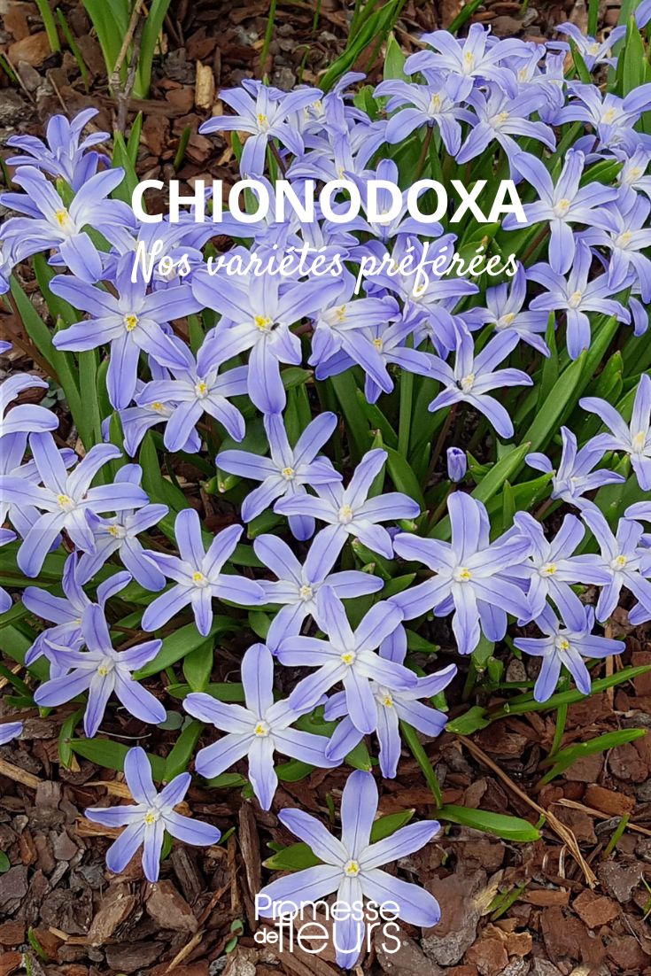 Beliebte Chionodoxa-Sorten