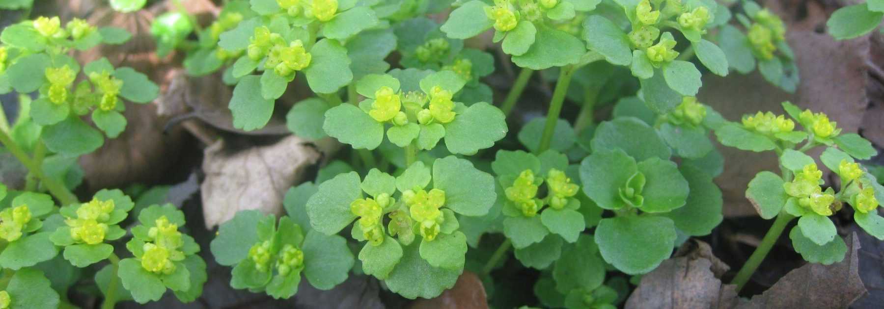 Der Chrysosplenium oder Gold-Milzkraut: Pflanzung, Kultivierung, Pflege