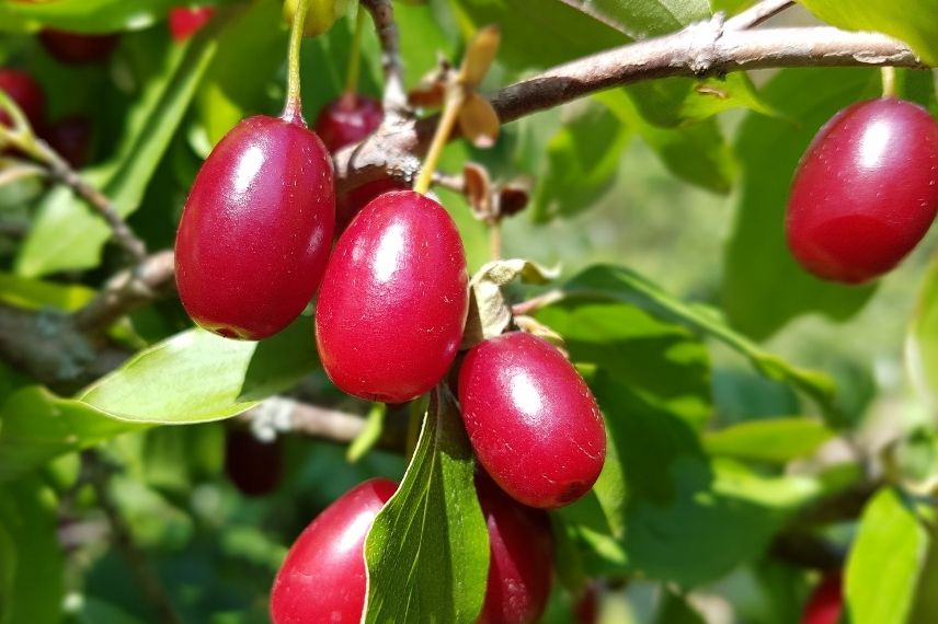 Cornus mas