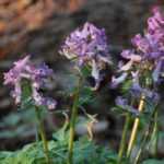 Corydalis-Zwiebelgewächse: Pflanzung, Pflege und Kultivierung