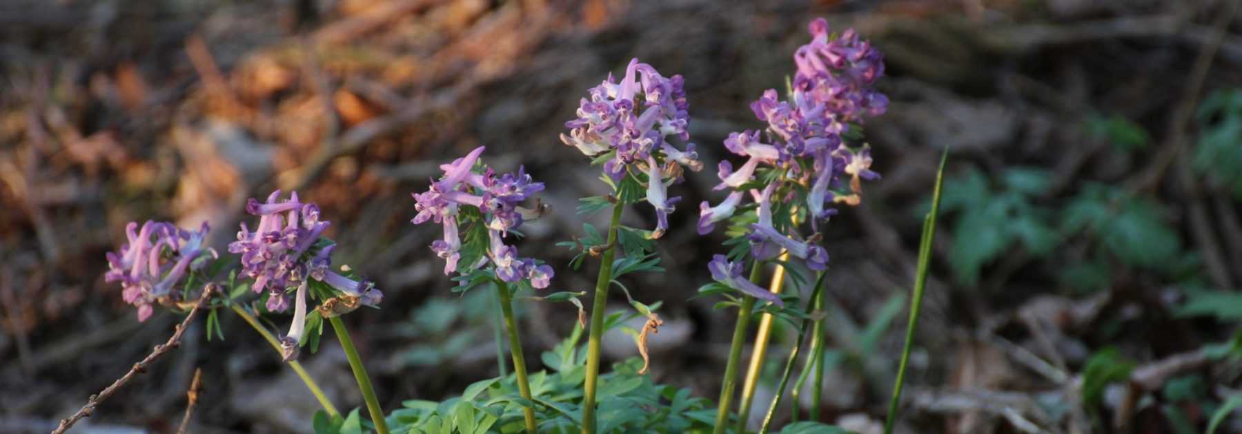 Corydalis-Zwiebelgewächse: Pflanzung, Pflege und Kultivierung